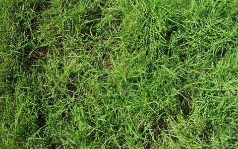 Nullarbor Couch turf close up