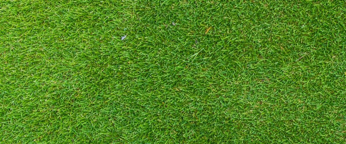Sir Grange turf close up