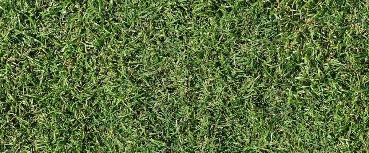 Sir Walter DNA Certified turf close up
