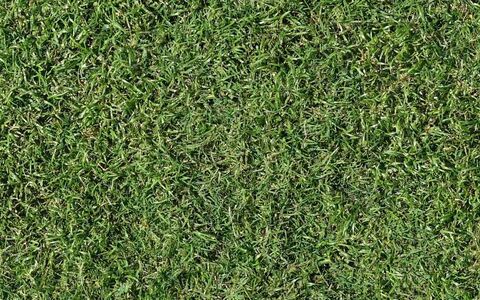 Sir Walter DNA Certified turf close up