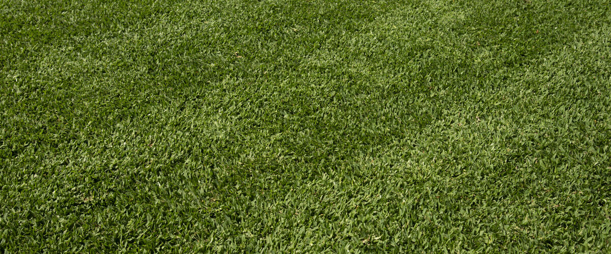Stampede Hybrid Buffalo turf close up
